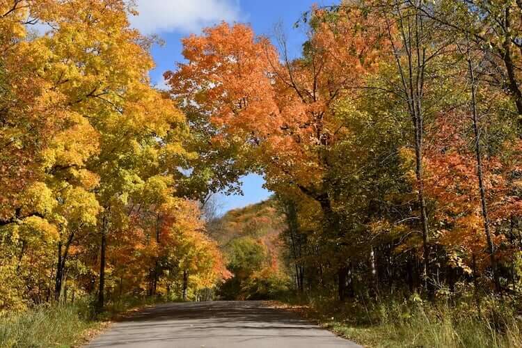 A paved road leads in a canopy of autumn colored maple tree leaves in Maplewood, NJ.