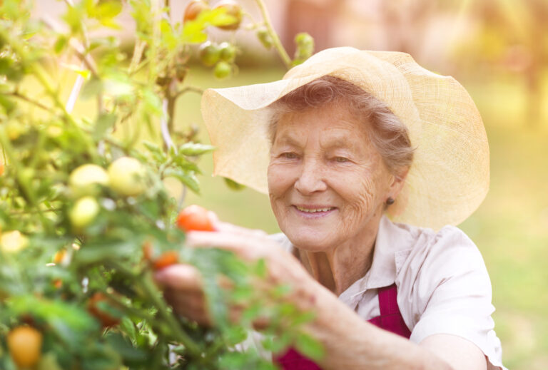 Senior woman in her garden harvesting tomatoes