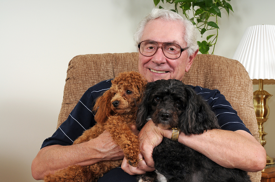 Close-up of a happy senior man posing with his two poodles.